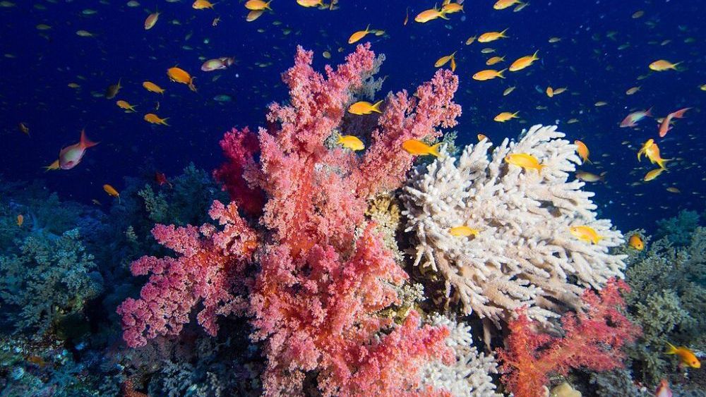 Hurghada Turları