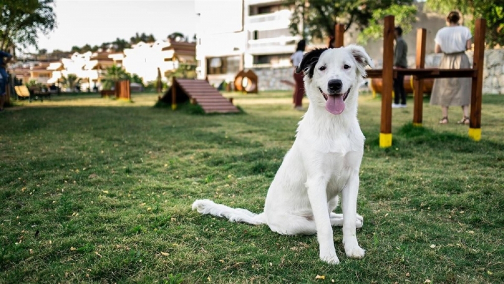 Köpek parkı tatil beldesi buluşma noktası haline gelde