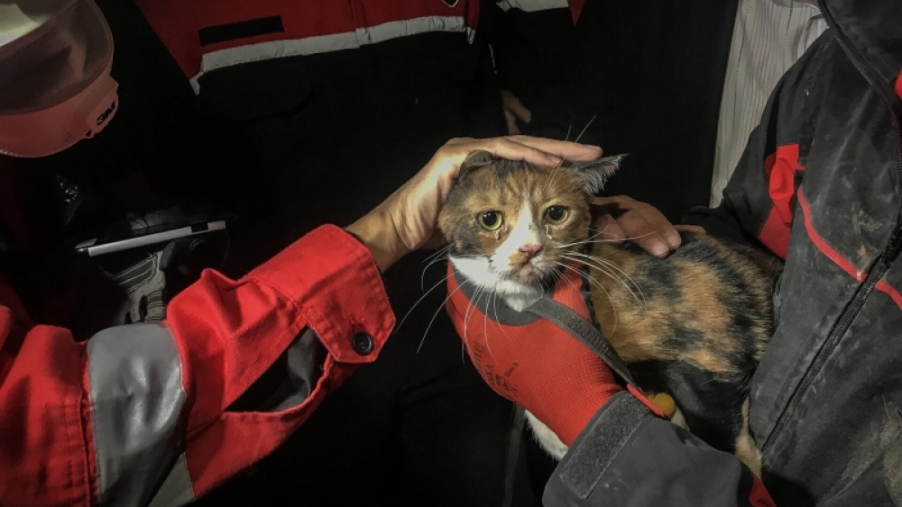 Kurtarma köpeği depremden sonra kediyi enkazdan kurtarıyor