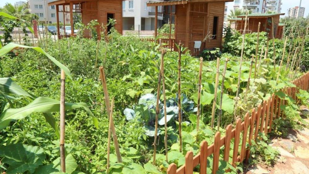 Hobi Bahçeciliğinde En Sık Yapılan Hatalar ve Çözümleri