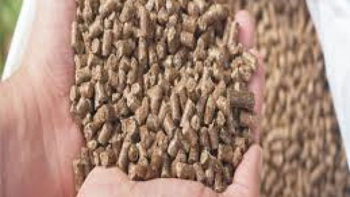 Ruminant Yemi Seçerken Nelere Dikkat Edilmeli?